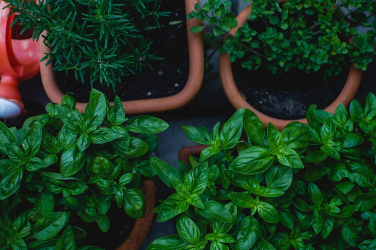 Herbs